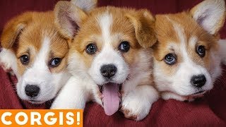 ULTIMATE CORGI COMPILATION 2013 cute and funny [upl. by Lillywhite]