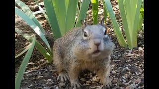 Ground Feeder Close Up🐦5 Species 🔴LIVE STREAM REPLAY🔴Descanso CA California Mountain Bird Feeder [upl. by Nolyarg]