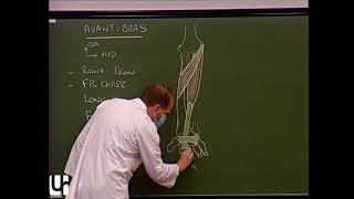 MS 6  Muscles de lavantbras et de la main Muscles of the forearm and the hand [upl. by Derrik]