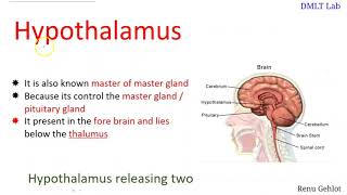 hypothalamus in hindi [upl. by Ardelle]