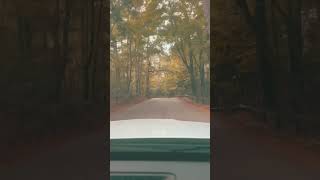 Otoño 🍁 llego virginia mividaenusa shortvideo [upl. by Nowad960]