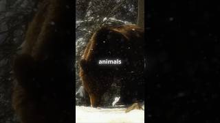 Why Do Animals Hibernate 🐻  animals sciencescopes shorts [upl. by Atilrak]