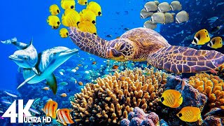 3 HOURS of 4K Underwater Wonders  Relaxing Music  Coral Reefs amp Colorful Sea Life in UHD [upl. by Monahan]