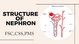 Nephron Structure Nephron class 12 Nephron diagram Nephron [upl. by Walrath537]