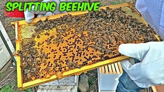 Splitting a Beehive [upl. by Lorelle]