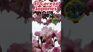 Descubre el Encanto del Cerezo Japonés La Maravilla de la Primavera [upl. by Refannej]