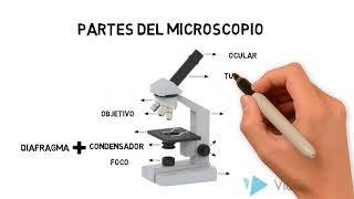 Microscopio óptico compuesto [upl. by Alyam]