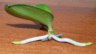 How to Grow Orchids from Stem Cuttings [upl. by Adranoel]