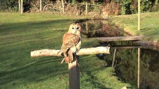 Tinka Tawny Owl [upl. by Adnerb]