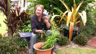 Vegetable Gardening Growing Edible Ginger  How to grow ginger [upl. by Hoffmann12]