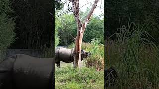 Rhinoceros pathuttu kallune ninachitom konja neram asayama ninnuchuRhinocerosnaturezoovlog [upl. by Esenwahs296]