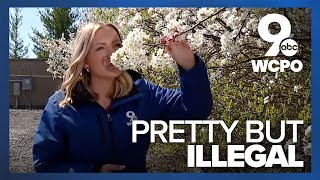 Though pretty blooming callery pear trees are highly invasive and harmful [upl. by Ojimmas]