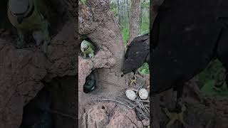 Strange video of an eagle watching a bird in a hole in the groundbird beautiful love eggs [upl. by Lertsek]