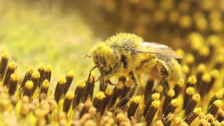 Comment s’enrichir en cultivant la biodiversité   ARVALISinfosfr [upl. by Kellene128]