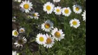 Plant portrait  Oxeye daisy Leucanthemum vulgare [upl. by Joappa957]