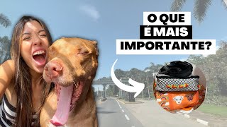 O Que Levar Na Mala De Viagem Pet  Itens Essenciais Que Você Não Pode Esquecer [upl. by Glynda206]