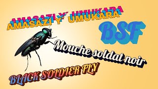 NIGUTE WABONA PROTEYINI ZIHAGIJE UKORESHEJE BLACK SOLDIER FLY [upl. by Nylodnarb]