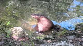 Homosassa Springs Wildlife State Park [upl. by Otreblanauj320]