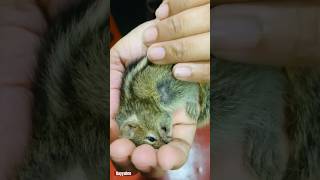 Baby squirrel 🐿️ babyanimals pets srilankashortsfeedviraltrendingshortsviralsquirrelshorts [upl. by Petigny191]