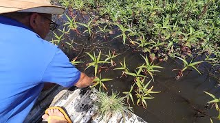 PESCANDO DE COVO NA LAGOA  SOLTANDO TUCURANÉ NO MEU POÇO GRANDE [upl. by Aznarepse]