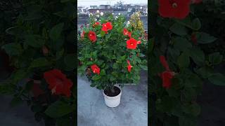 Terrace gardening hibiscus flower  14 inch pot hibiscus  red flower  gardeningflowers shorts [upl. by Yddor]