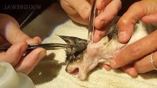 Satisfying Botfly Larvae Removal From Animals [upl. by Bernadine]