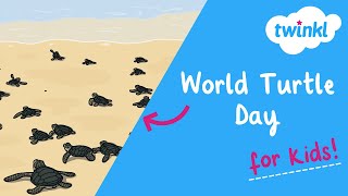 🐢 World Turtle Day for Kids  23 May  Turtle and Tortoise Facts  Twinkl USA [upl. by Annawd]