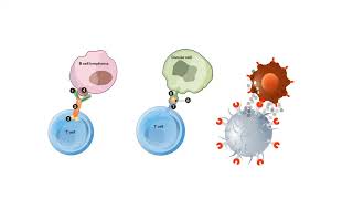 B CELLS and T CELLS EXPLAINED [upl. by Hanikehs]