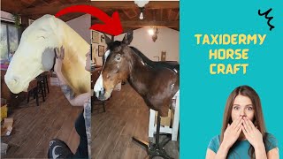 Have you seen Artistic Woman Create Taxidermy Horse [upl. by Enrichetta]