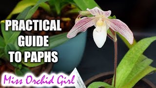 Practical guide to growing Paphiopedilum Orchids [upl. by Eimmaj]