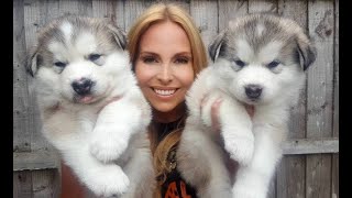 GIANT ALASKAN MALAMUTE PUPPIES [upl. by Dolorita513]