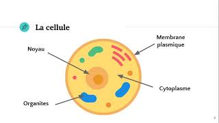 La cellule 🔬 [upl. by Yesllek]