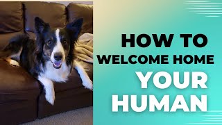 How a Dog Gives Proper Welcome Home 🥰😍😁dog doglover australianshepherd love doglove [upl. by Iaht629]