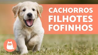 FILHOTES DE CACHORRO  TOP VÍDEOS para amar muito [upl. by Kinelski480]