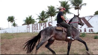 Cavalo Ostentação  Manoel Jr amp Forro Vaqueiro de Luxo [upl. by Einnus796]