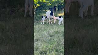 Dorper sheep with 3 lamb farming goat animals sheep [upl. by Torry593]