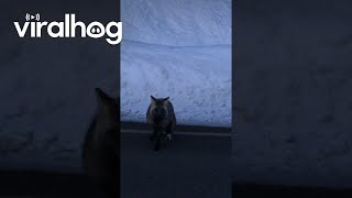 Rare Cascade Fox Sighted By Adoring Fans  ViralHog [upl. by Gui]