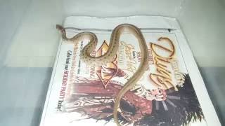 DeKays Snake BrownSnake had babies [upl. by Rebbecca]