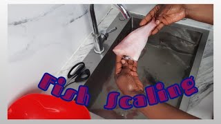 Easy way to scale a fish without messQuickest way to remove scale from fishHow to descale a fish [upl. by Sturdivant116]