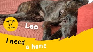 Leo the lovely Lurcher  Dogs Trust West Calder [upl. by Rudolf]