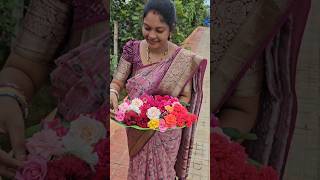 Roses harvesting గులాబీలు roses mygarden harvesting shortvideo ytshorts gardening flower [upl. by Junieta]