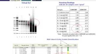 Key Steps for Generating RealTime PCR Data the Conforms to MIQE Guidelines Part 2 of 4 [upl. by Floeter]