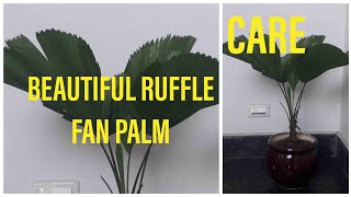 How to care ruffle fan palmlicuala grandis palm care tipsmannat terrace garden [upl. by Darwin]