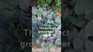 Quite possibly the most perfect groundcoverAjuga zone8a gardening ajuga Georgia [upl. by Arbrab]