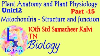 10th std Biology Unit12 Plant Anatomy and Plant Physiology Mitochondria Samacheer Kalvi TN [upl. by Eissac120]