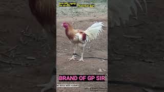 GERUVA GP SIR BRAND OF GP గేరువ VIRALSHORTS POULTRY ASIL sreeramafarms [upl. by Moishe]