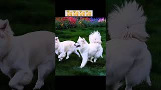 White Dogs dogs runningdogs cutedogs animalshorts shorts short viralshorts [upl. by Anette]