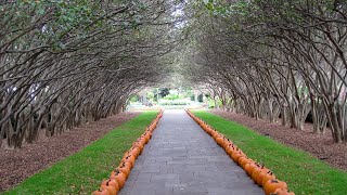 Arriving at the Dallas Arboretum  360 Degree  5k  VR Experience [upl. by Cammi]