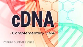 cDNA  Complementary DNA [upl. by Pansy]