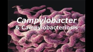 Campylobacter amp Campylobacteriosis [upl. by Anayra]